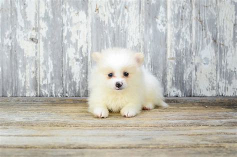 Pomeranian Puppy For Sale in ELKLAND, MO, USA. . Pomeranian for sale in missouri